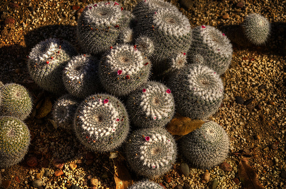 Cute Cactus
