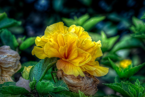 More Yellow In Orange