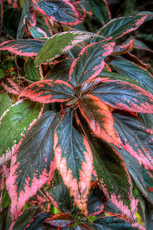 Leafy