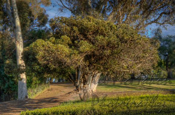Fluffy Tree