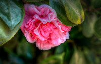 Camellia