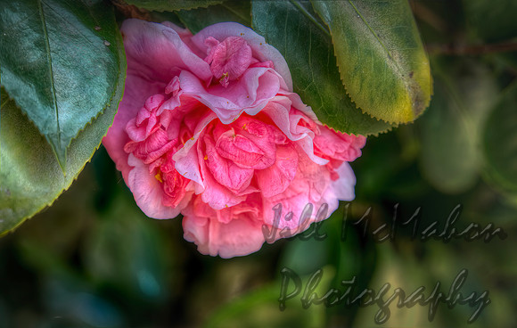 Camellia