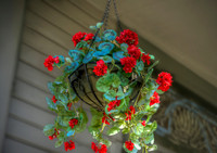 Geranium Basket