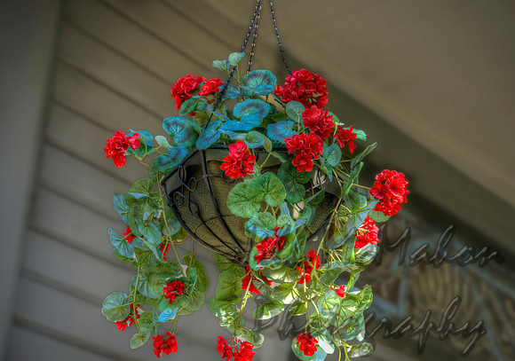 Geranium Basket