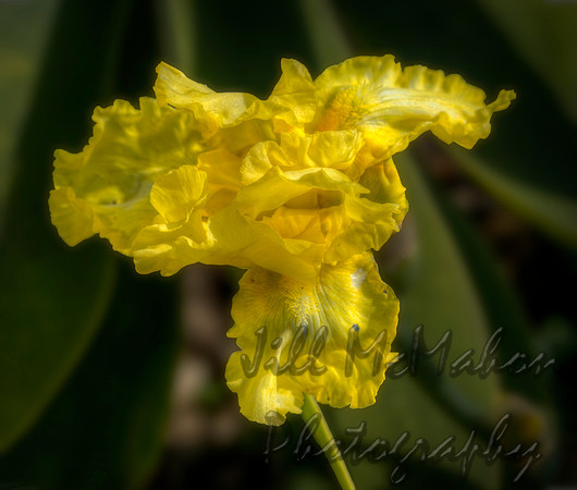 Yellow Iris