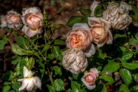 Fluffy Roses
