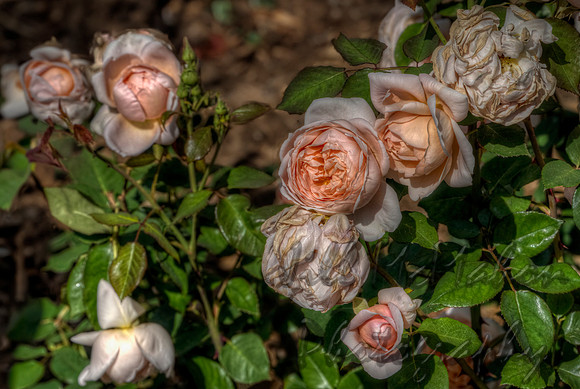 Fluffy Roses