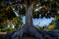 Moreton Bay Fig