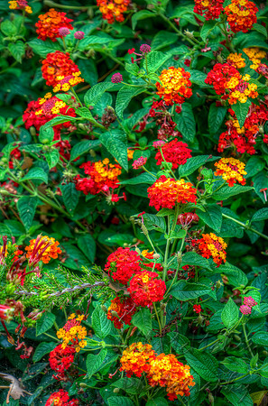 Lantana