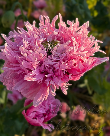 One Poppy