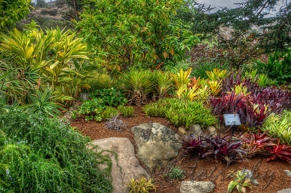 Bromeliad Garden