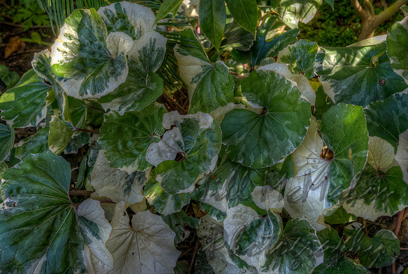 Leafy Stripes