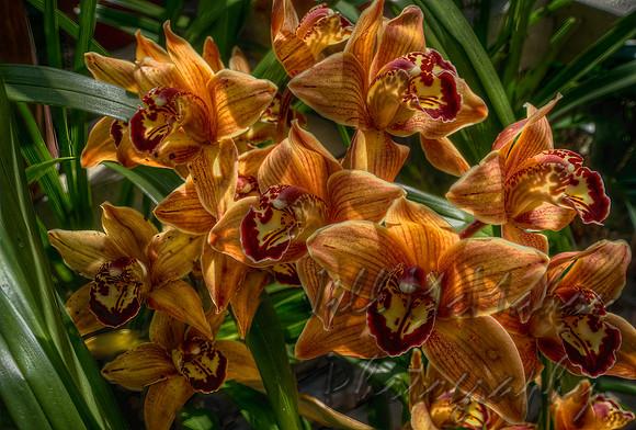 Orchids