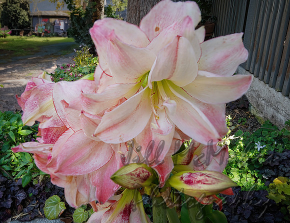 Fluffy Flower
