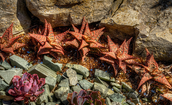 Stars Of The Show