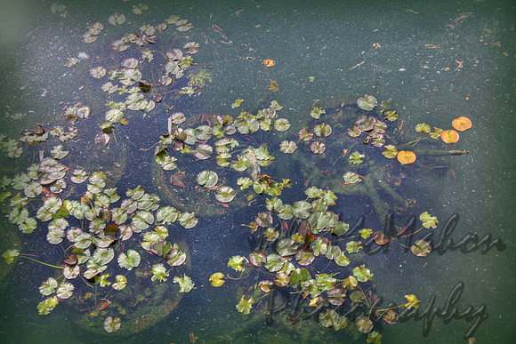 659_60_61 pond leaves