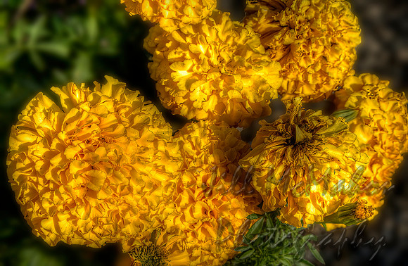 Marigolds