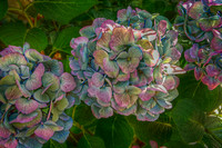 Hydrangea