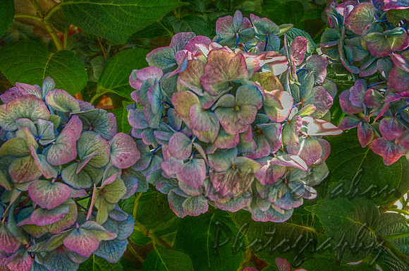 Hydrangea