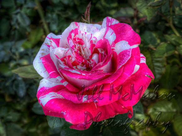 Neil Diamond, The Rose