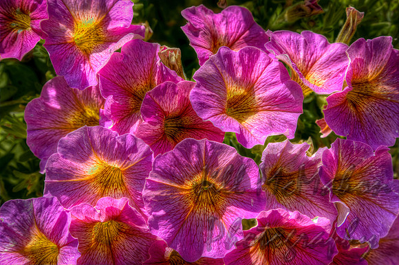 Petunias!