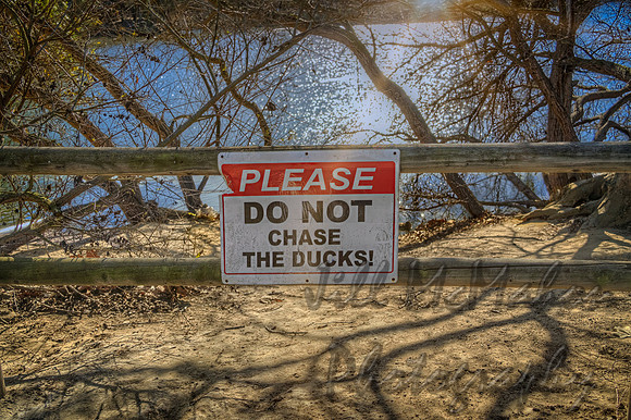 Don't Chase Ducks