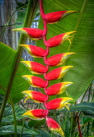 Heliconia