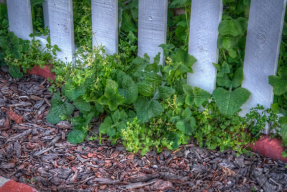 Peeking Through