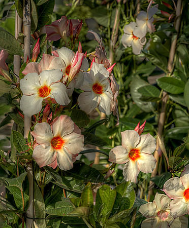 Mandevilla