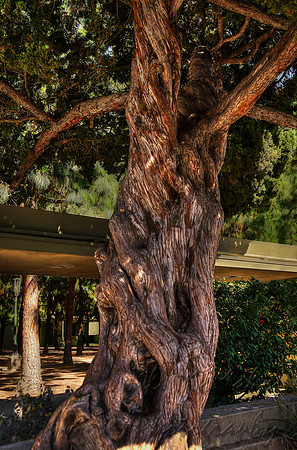 Twisty Tree