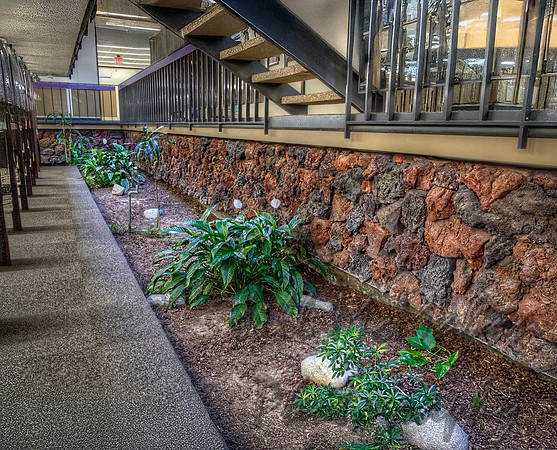 Indoor Plants