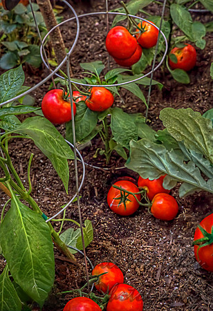 Tomatoes