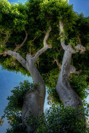 Look Up