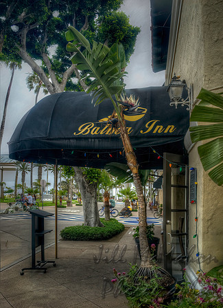 Balboa Inn Has A White Bird Of Paradise