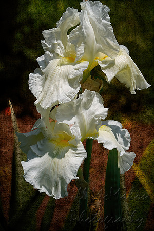 White Irises