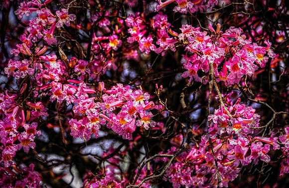 cherry blossoms