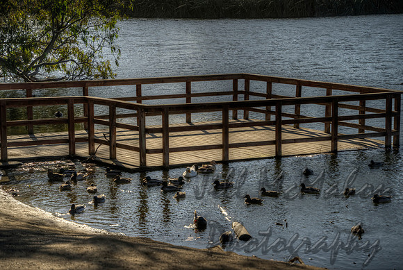 Duck Platform