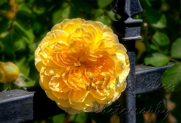 Fluffy Yellow Rose