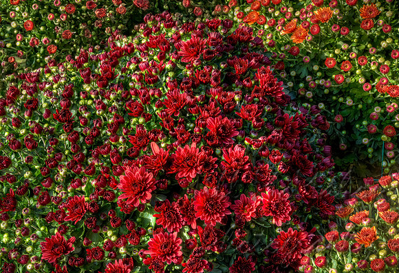 Chrysanthemums