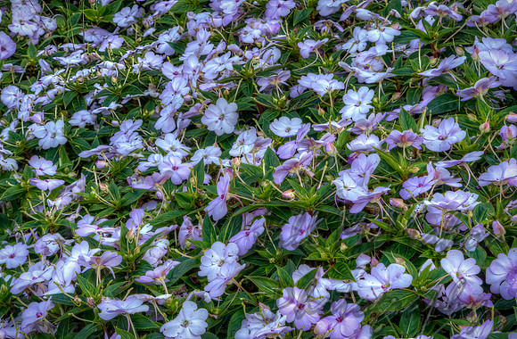 Impatiens
