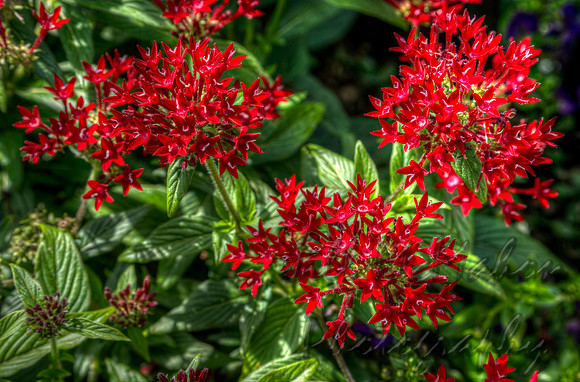 Egyptian Starcluster