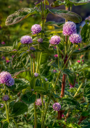 Clover