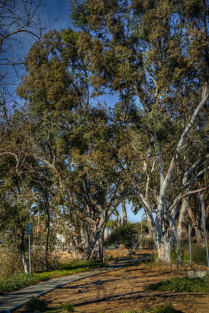 Old Trees