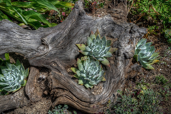 Driftwood & Succulents