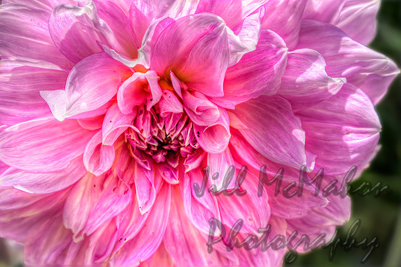 Dahlia