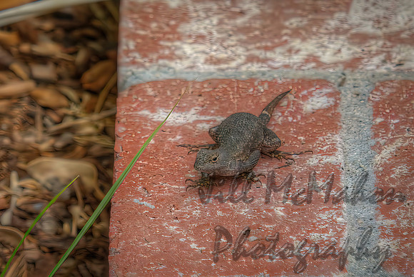 Visitor