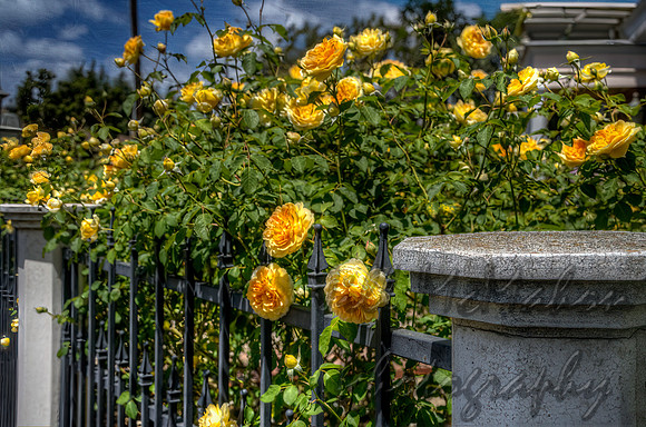 Yellow Roses