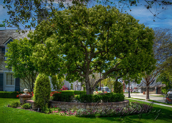 The Big Corner Tree