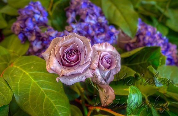 Lavender