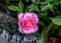Mini Rose Still Blooming